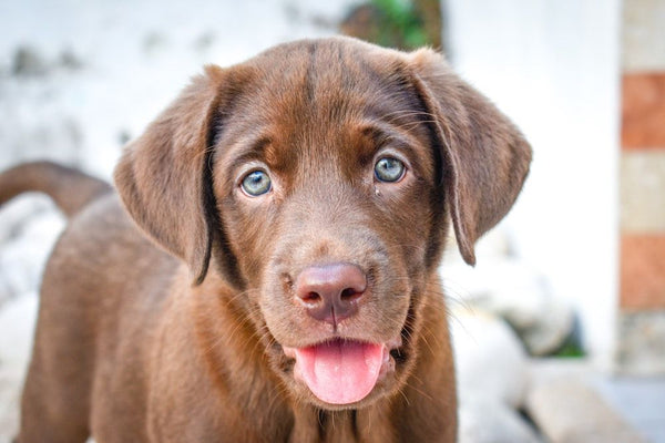 Why is Chocolate Bad For Dogs Spinnaker Chocolate