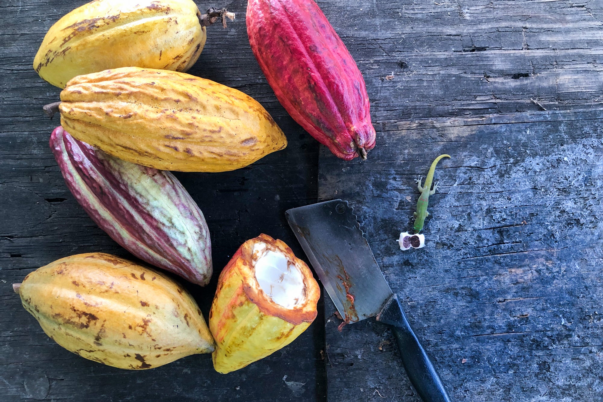 From Farm to Factory: Where Does Chocolate Come From?
